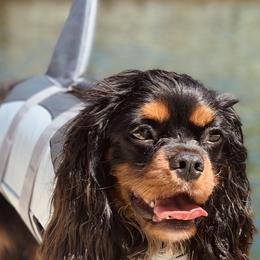 Cavalier King Charles Spaniel All Grown Up from Cavi Love