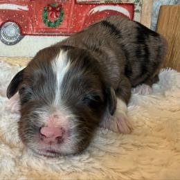 Boy 7 - Merle male Bernedoodle puppy in Perryville, Maryland from Heavenly Heritage Dachshunds and Doods