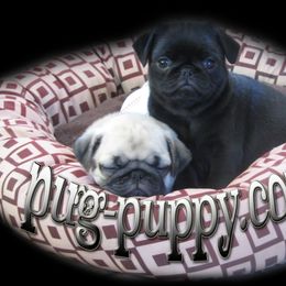 Pug Puppies from Pug Puppies of Boston