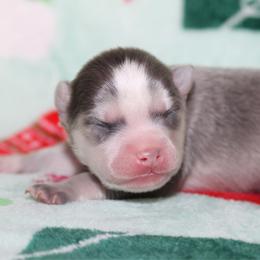 Potato - Gray and white male Pomsky puppy in Centerville, Iowa from LJ Kennels Pomskies, LLC