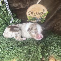 Rainer - Red merle male Miniature Australian Shepherd puppy in California from Eagle River Aussies