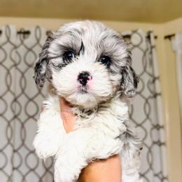 Dakota - Merle female Cavapoo puppy in Tucson, Arizona from Ever After Doodles Arizona