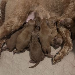 Black collar - Red  male Goldendoodle puppy in North Carolina from Lynes of Doodles