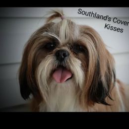 Kisses - Shih Tzu