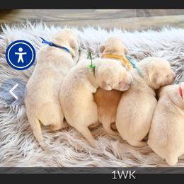Labrador Retriever puppies from ROCK CREEK LABRADORS