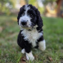 Theo - male Australian Mountain Doodle puppy in Broken Arrow, Oklahoma from Tulsa Australian Mountain Doodles