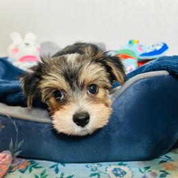 Handsome Parti Coloration Male - Parti male Yorkshire Terrier puppy in Benson, Arizona from Happy Tails Yorkies