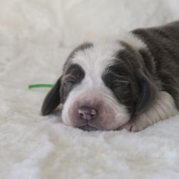 Green - Blue and white male Basset Hound puppy in Surprise, Arizona from Howlin Hounds