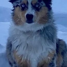Moon - Australian Shepherd