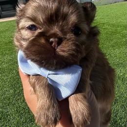 Versace - Liver male Shih Tzu puppy in Coolidge, Arizona from Shih Tzu’s  ‘N’ Love