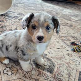 Lilac - Blue female Companion Cross puppy in Americus, Kansas from Kandi's Pups