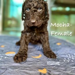 Goldendoodle Puppies from Wizard Doodles