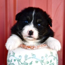 Drone - Black tri-color male Australian Shepherd puppy in Kirksville, Missouri from BellSharps Australian Shepherds