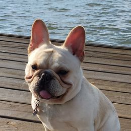Nar Rakasa - French Bulldog