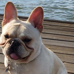 Nar Rakasa - French Bulldog