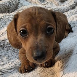 Lj 2500 - Dapple male Dachshund puppy in Lady Lake, Florida from Sausage Squad Kennels