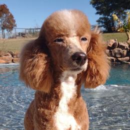 Pierre - Poodle