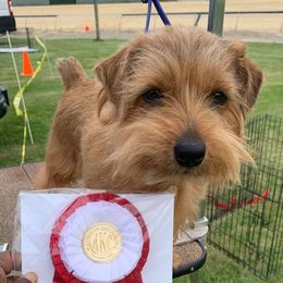 Norfolk Terriers from Antics Terriers