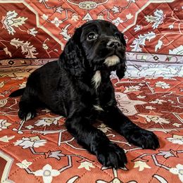 Fenloch Karma - Black female English Cocker Spaniel puppy in Phillips, Nebraska from Fenloch Gundogs