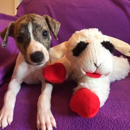 Whippet Puppies from Wyndham Whippets