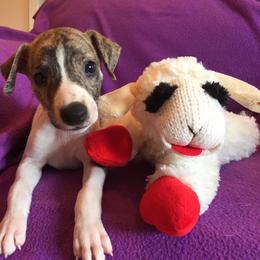 Whippet Puppies from Wyndham Whippets