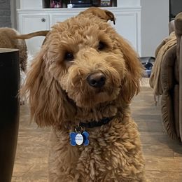 Teddy - Goldendoodle