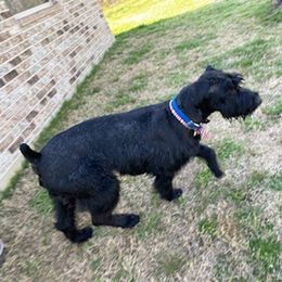 Giant Schnauzers from Sorrells Giant Schnauzer