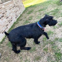Giant Schnauzers from Sorrells Giant Schnauzer