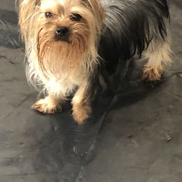Rosabell - Yorkshire Terrier