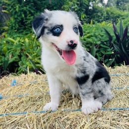 Maeve - Blue merle female Australian Shepherd puppy in Ocala, Florida from Udder Chaos Ranch