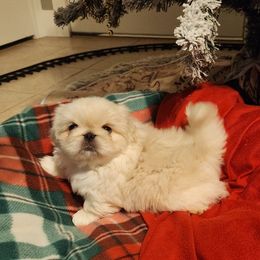 Pekingese Puppies from Heather's Pekingese