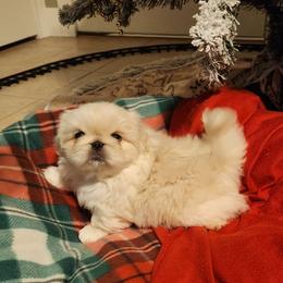 Pekingese Puppies from Heather's Pekingese