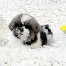 AKC Maddie - Blue and white female Shih Tzu puppy in Greenville, South Carolina from Babyface Shih Tzu