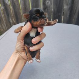 Mr. Brown - Black and tan male Yorkshire Terrier puppy in Woodway, Texas from The Yorkie Empire