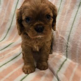 Juno - Ruby male Cavalier King Charles Spaniel puppy in Sunny Valley, Oregon from Sunny Valley Cavaliers