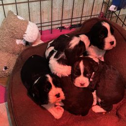 Boy 1 - male English Springer Spaniel puppy in Howell, Michigan from Foxboro Farm