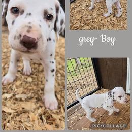 Grey - White and liver brown male Dalmatian puppy in Pulaski, Tennessee from River Valley Forge Dalmatians