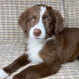 Cinnamon - Miniature Australian Shepherd puppy in Alabama from SBA Aussies
