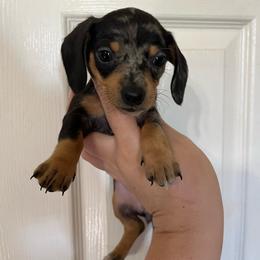 Lily - Dapple female Dachshund puppy in Springfield, Tennessee from Savannah’s Doxie Palace