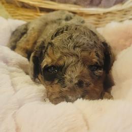 Lola - Blue merle female Aussiedoodle puppy in Yacolt, Washington from Aussiedoodles by Maggie