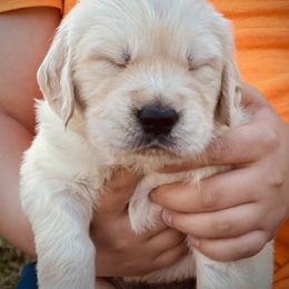 Golden Retriever Puppies from LHA Golden Retrievers