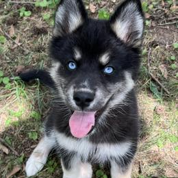 Dee - Black and white female Siberian Husky puppy in Union Grove, Alabama from Southern Siberian Life