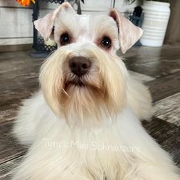 Dolly - Miniature Schnauzer