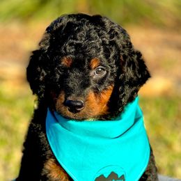 Bernedoodles and Goldendoodles from Country Mountain Dogs