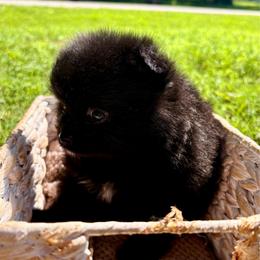 Diamond - Black male Pomeranian puppy in Springfield, Missouri from Hope Mountain Pomeranians