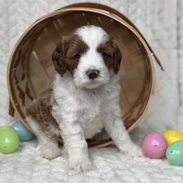 Daisy - Blenheim female Cavapoo puppy in Orrstown, Pennsylvania from Pawfect Fur Friends