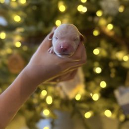 Male puppy pick 3 - Light golden male Golden Retriever puppy in Colville, Washington from Columbia Ridge Goldens