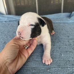 Popeye - Black brindle male American Staffordshire Terrier puppy in Marietta, Georgia from Ambition Amstaffs