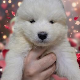 Yellow - White female Samoyed puppy in San Antonio, Texas from Hill Country Samoyeds