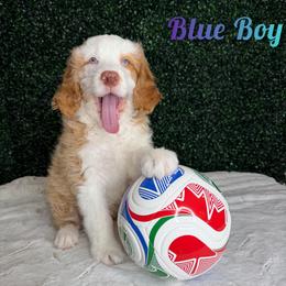 Blue boy - Red male Bernedoodle puppy in Modesto, California from Two Doods Doodles